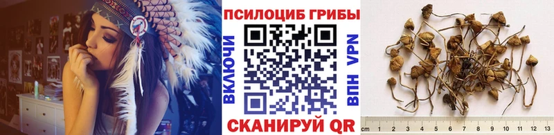Купить  Камешково  Галлюциногенные грибы Psilocybe 